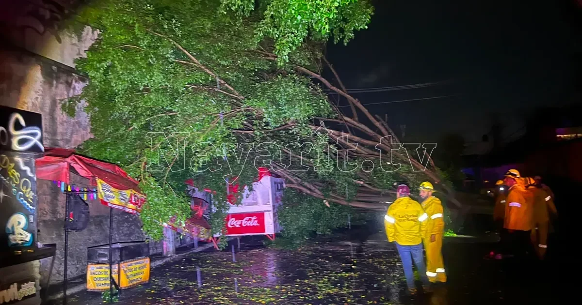 Caída de árbol daña cableado, toldo y poste eléctrico en colonia San Antonio