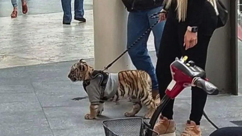 Insólito. Mujer pasea con un cachorro de tigre por plaza antara en la CDMX