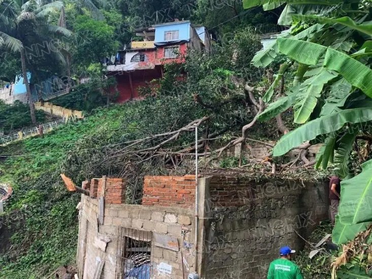 Árbol de higuera cayó en una casa