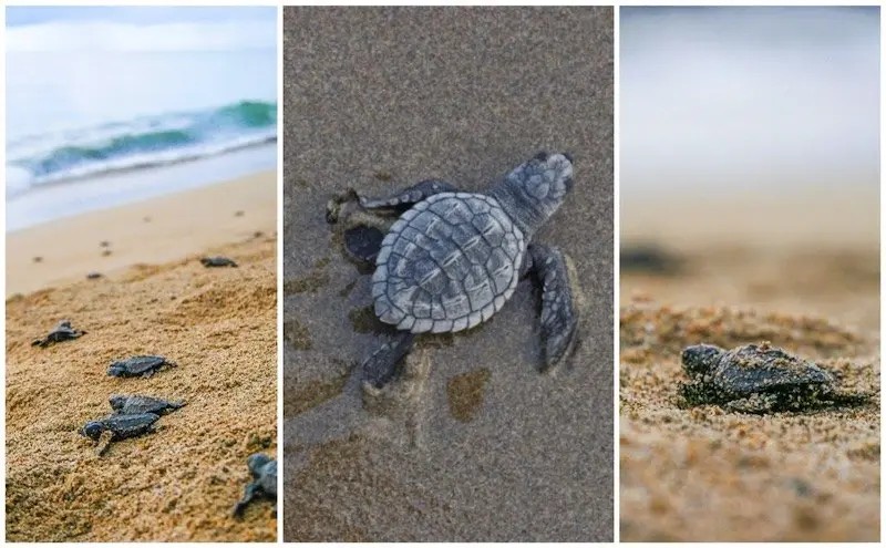 Protección y Conservación de la Tortuga Marina, un Compromiso