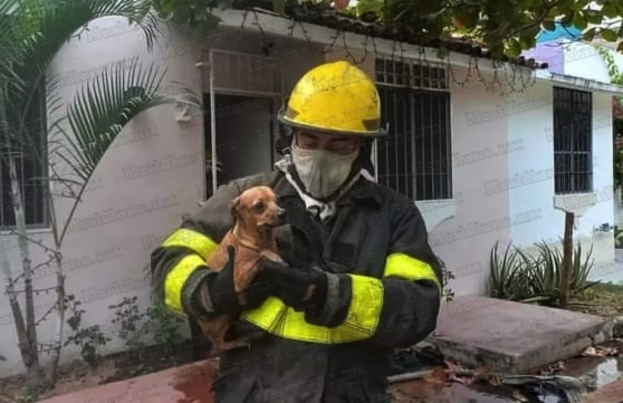 Rescatan a perrito de brutal incendio en San Vicente