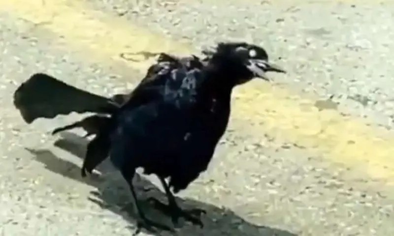 VIDEO: \"El cuervo Zombie\", un nuevo video viral que estremeció a las redes