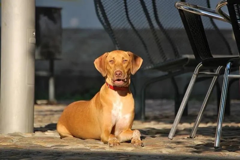 Afirma medio local que Kim Jong-un prohibió tener perros como mascota en Corea del Norte