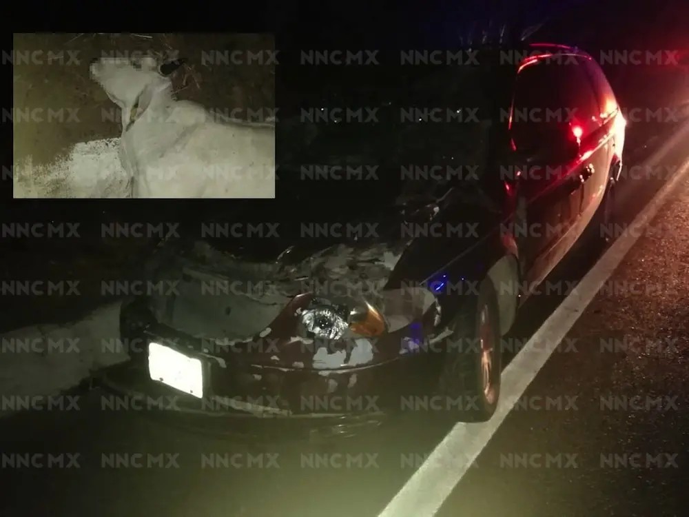 Puerto Vallarta. Camioneta destrozada al chocar con 4 vacas