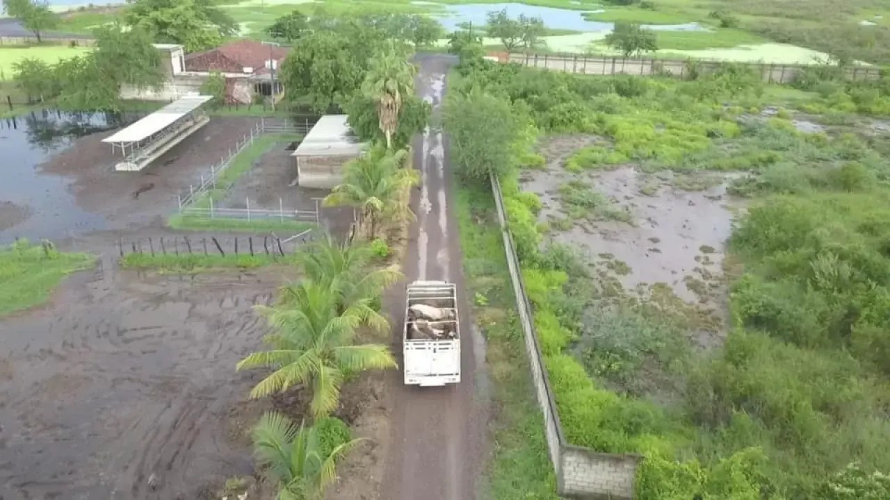 Sanear el campo nayarita es abrir la oportunidad a mejor ganado