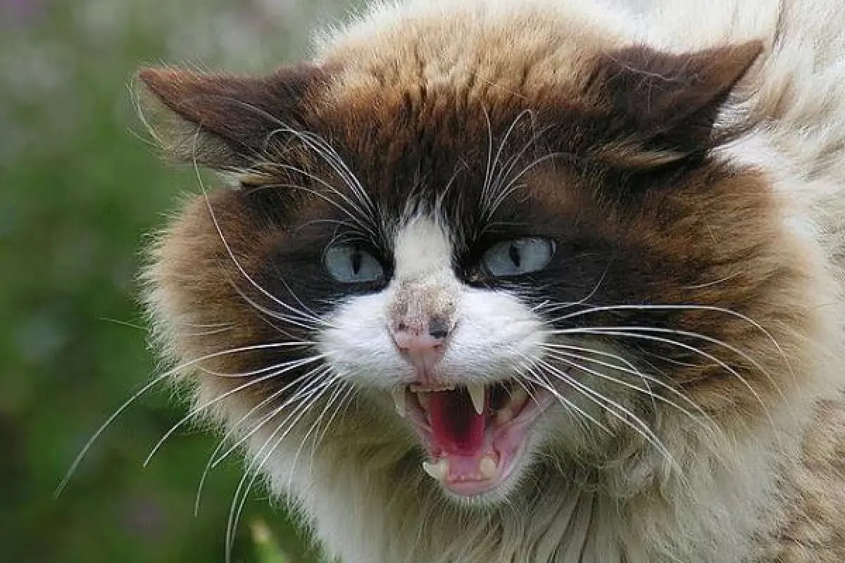 Alertan por posible caso de rabia en Compostela