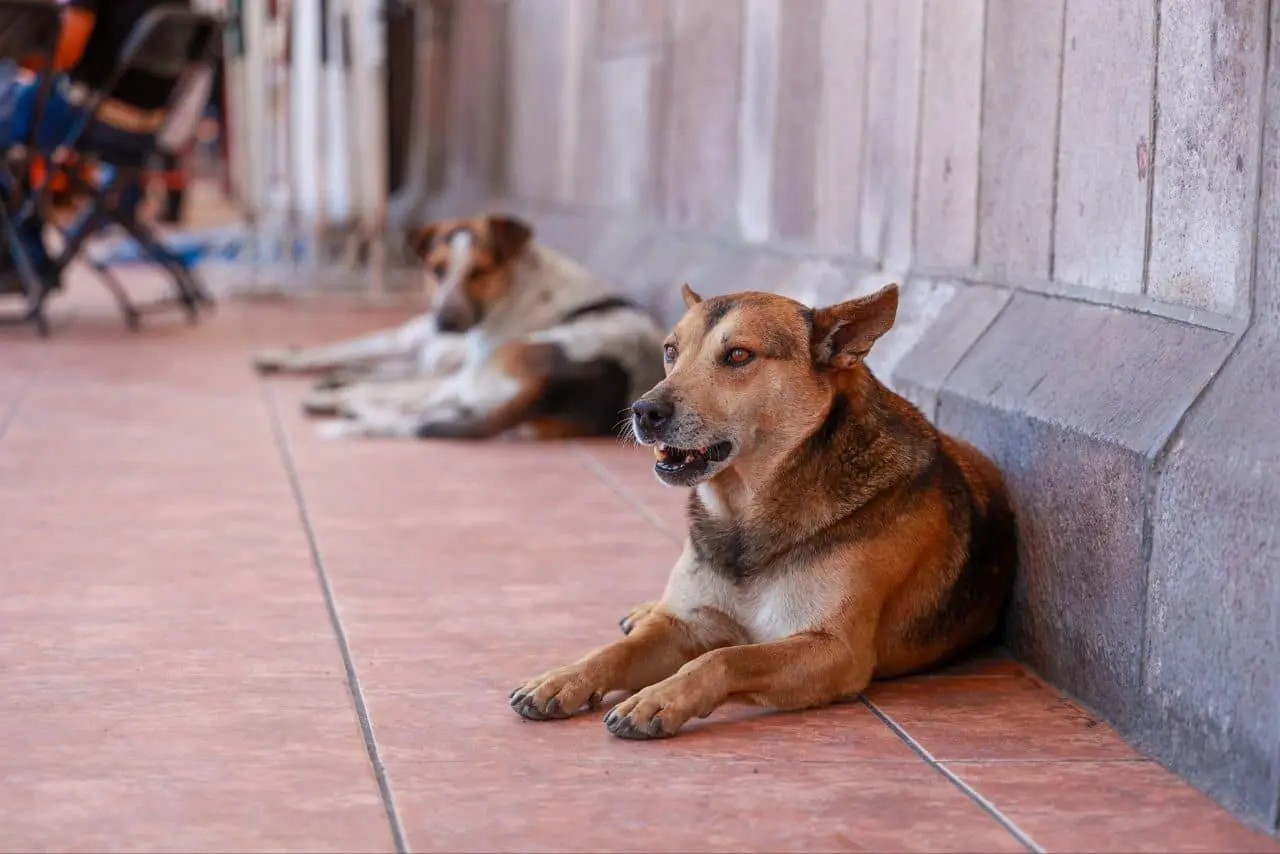 Aprueba Congreso mayor protección para animales domésticos