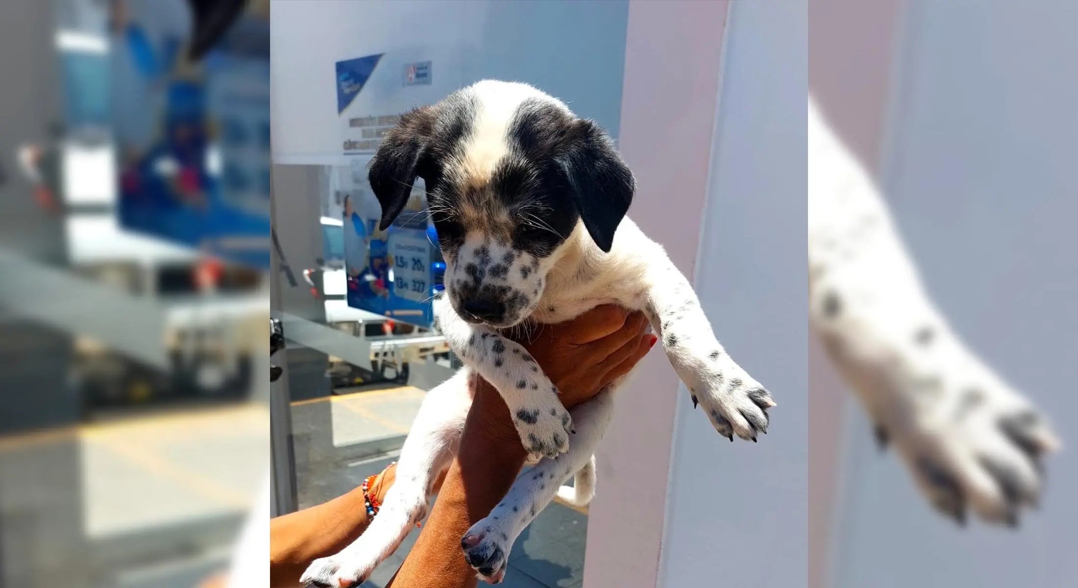 Rescatan a perrito asoleado en el centro de Tepic