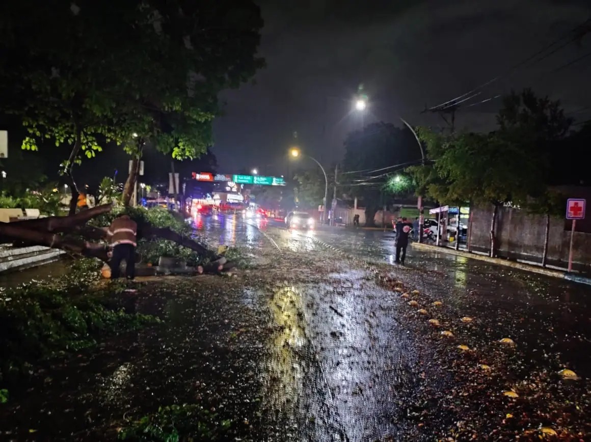 Deja árbol derribado primera tormenta del año en Tepic