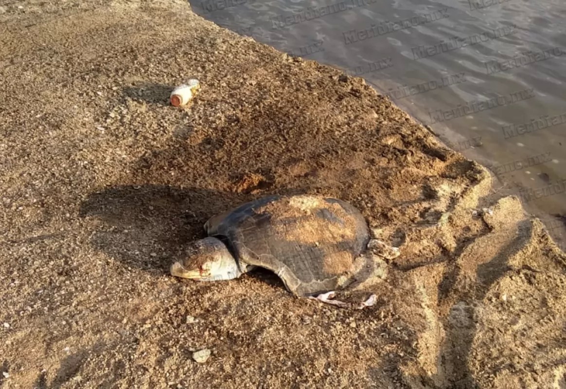 ¡ecocidio en la cruz de loreto!