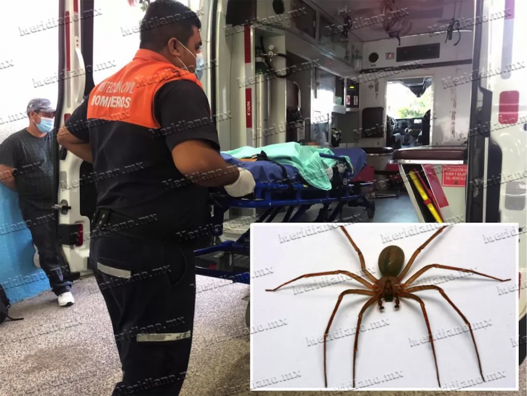 ¡araña violinista picó a una menor!