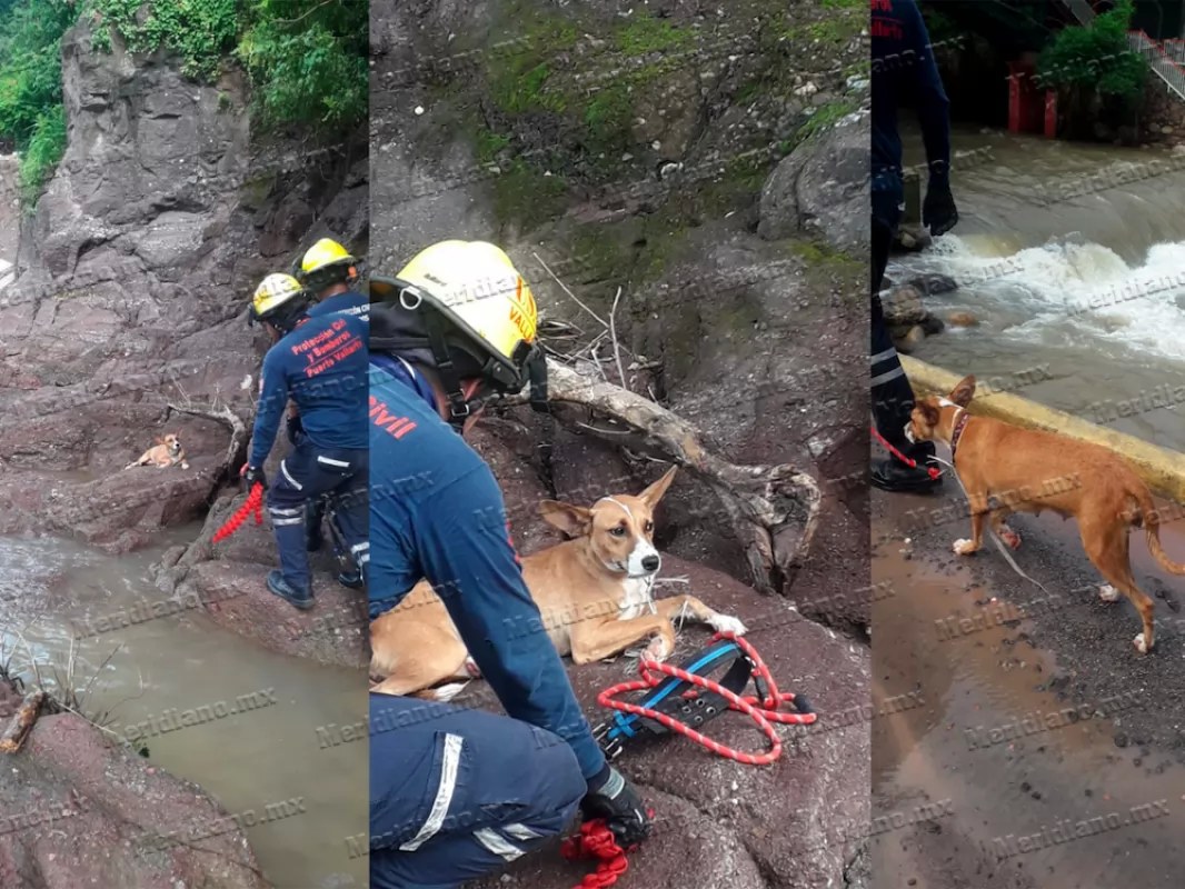 ¡bomberos rescatan a perrito en un barranco!