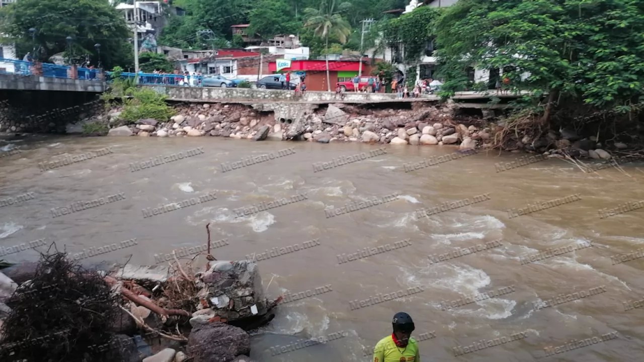 ¡sí es pulmón, pero no es de humano!