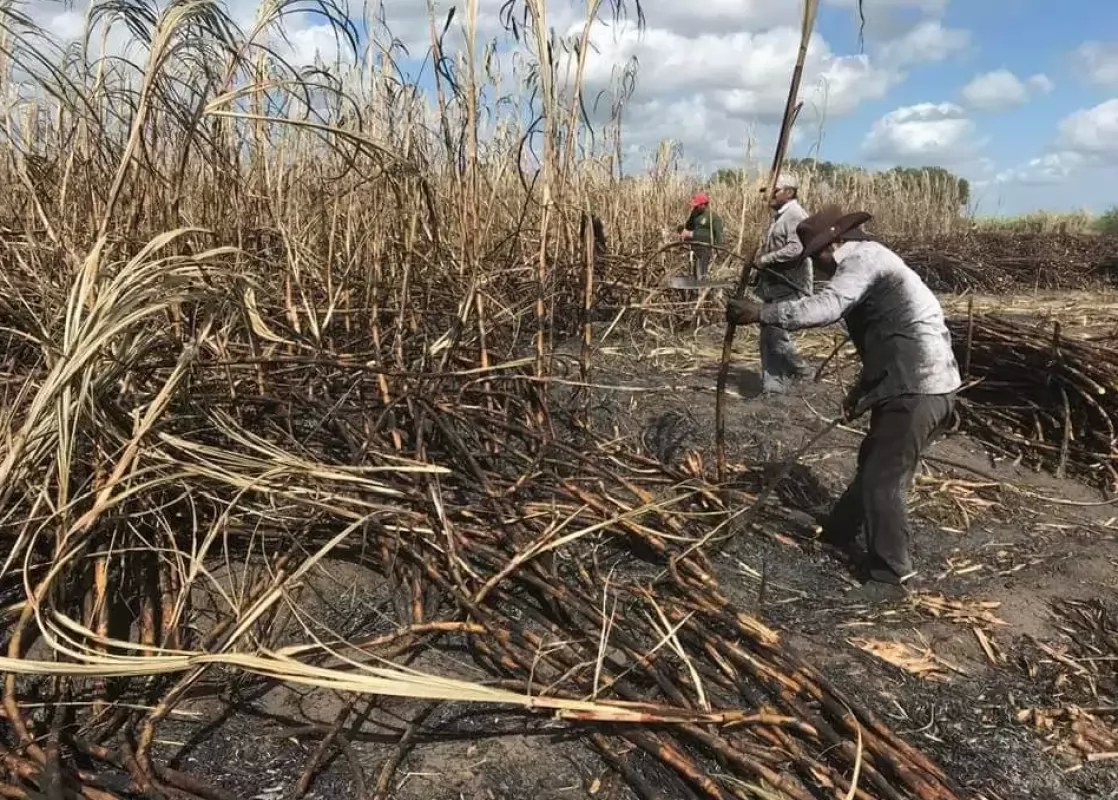 Deja zafra cañera millonaria derrama económica en Nayarit