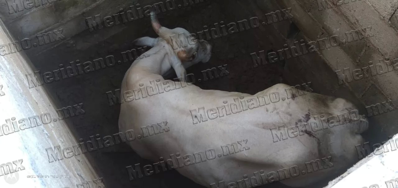 ¡vaca cayó a fosa abierta!