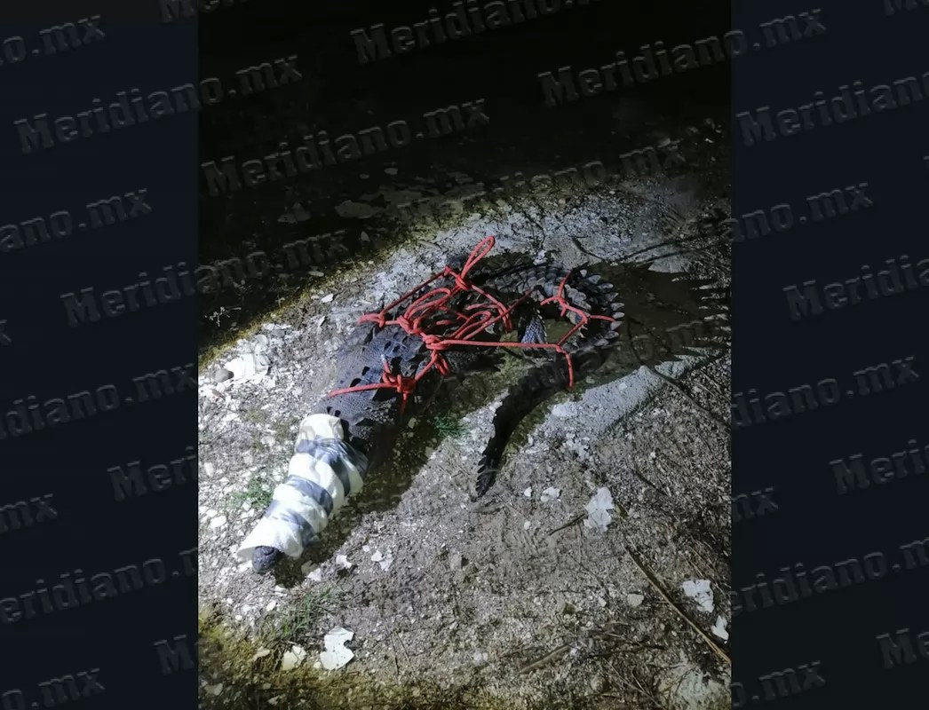 ¡capturan cocodrilo en puerto vallarta!