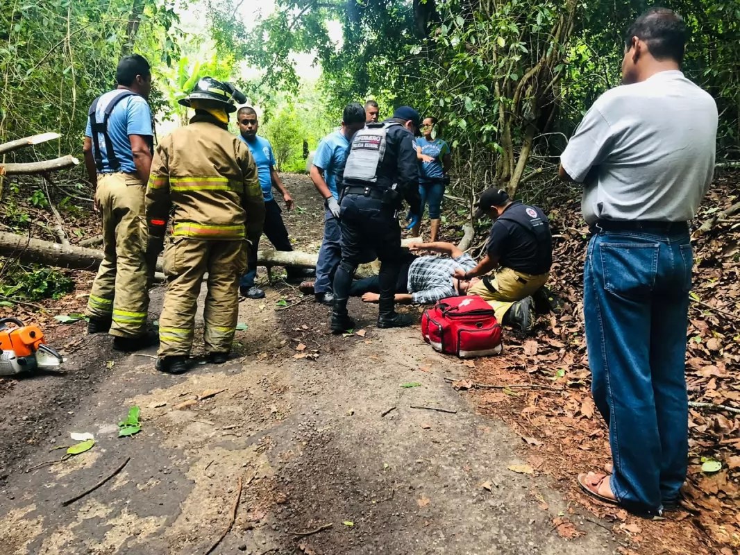 Intentaba talar un árbol pero le cayó encima