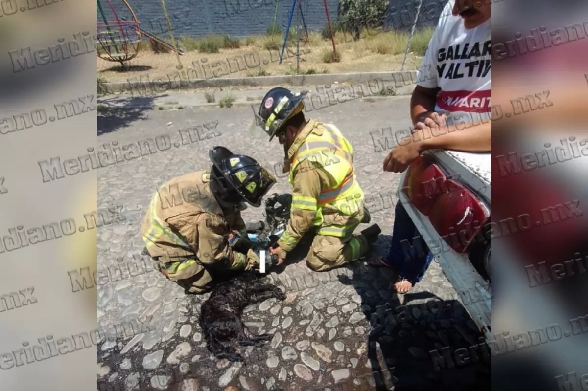Bomberos lucharon por salvar la vida de perritos