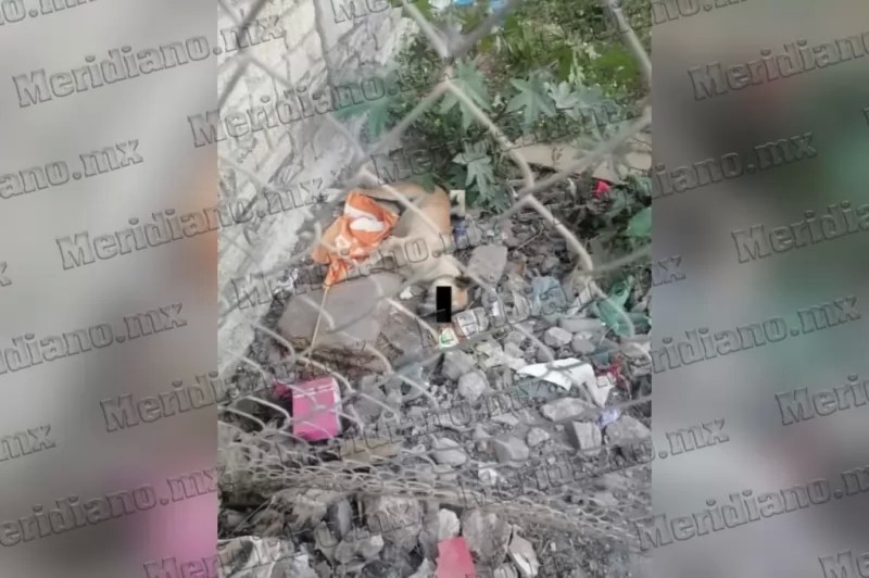 Denuncian a sujeto por envenenar perros