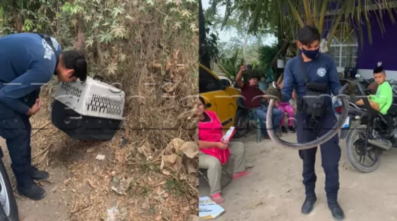 Boa aterrorizaba a vecinos de la Francisco Villa en Tepic