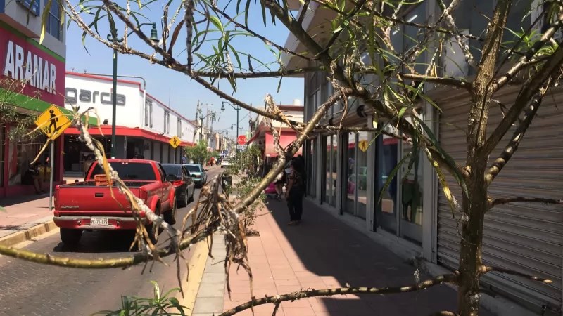 Plaga amenaza con exterminar arboles del primer cuadro de Tepic, denuncian comerciantes