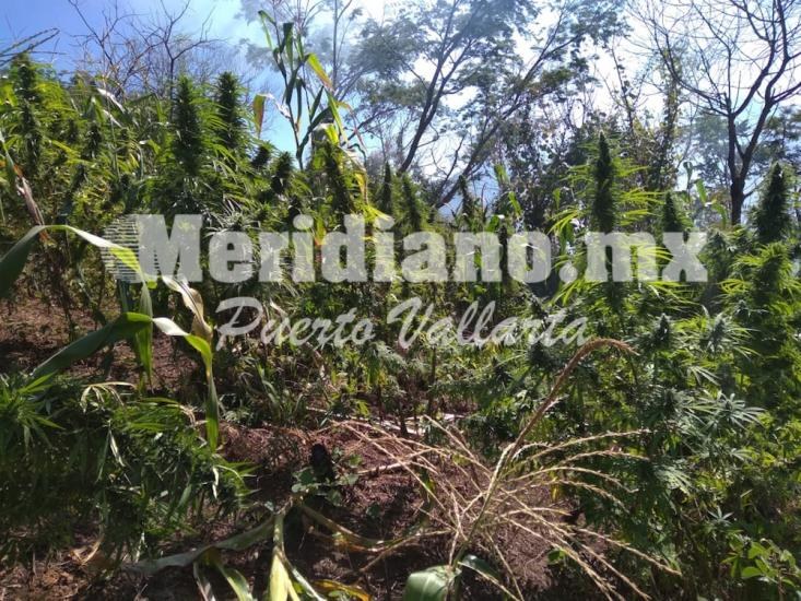 el municipio de talpa de allende   ¡militares revientan  46 narco plantíos!