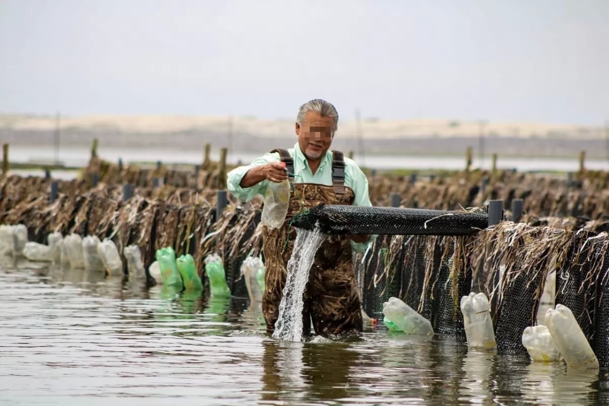 Ostioneros nayaritas afectados por erupción volcánica en Tonga