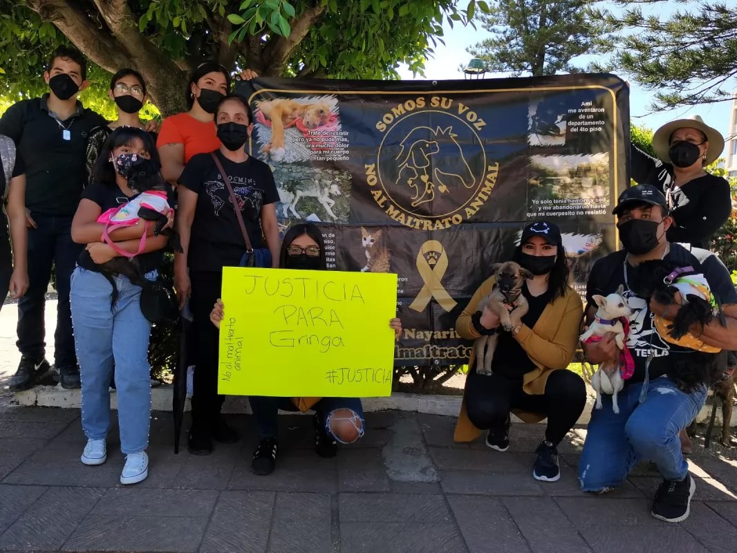 ¡No al maltrato animal!: Exigen justicia para \"La Gringa\"